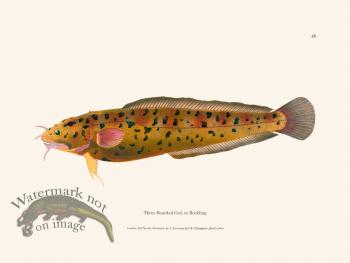 038 Three Bearded Cod